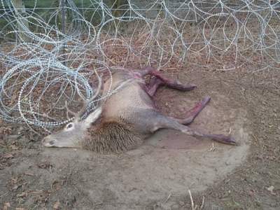 „Uchodźcy” zakatują tysiące  dzikich zwierząt w&nbsp;Polsce